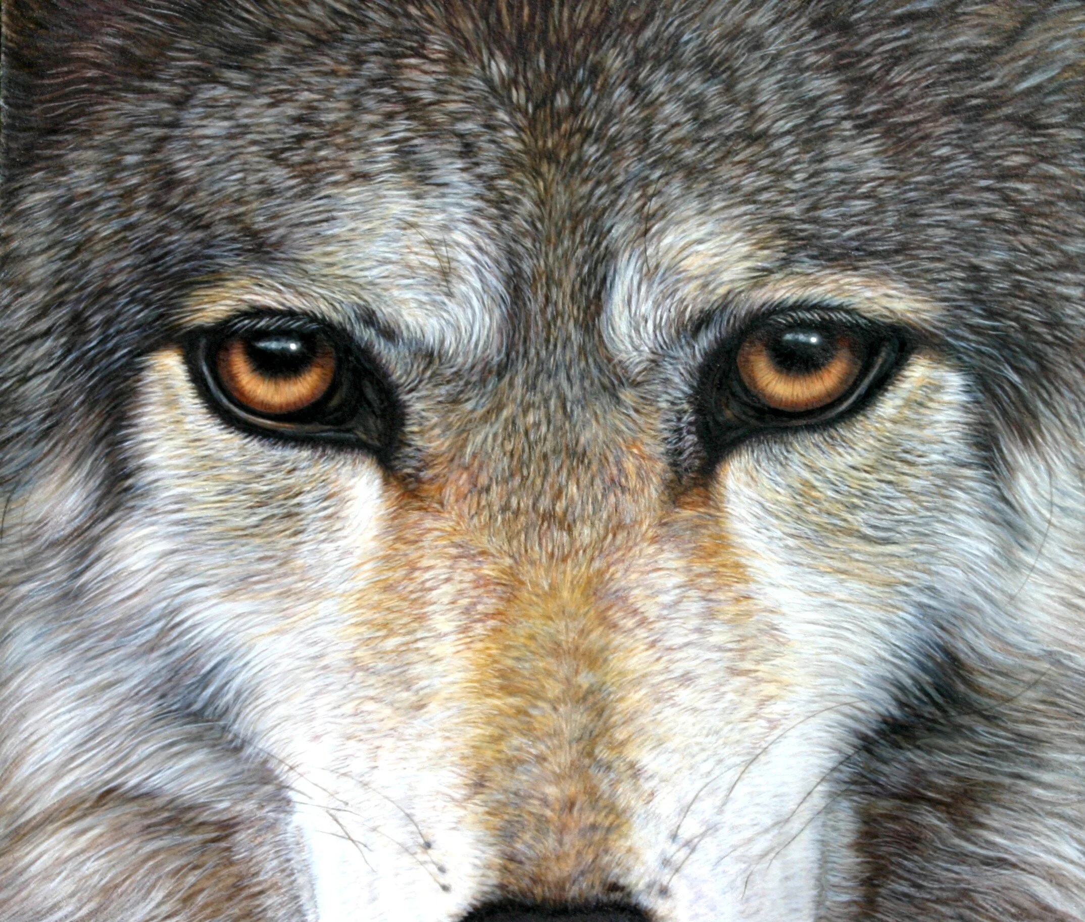 Eyes of the Wolf.jpg