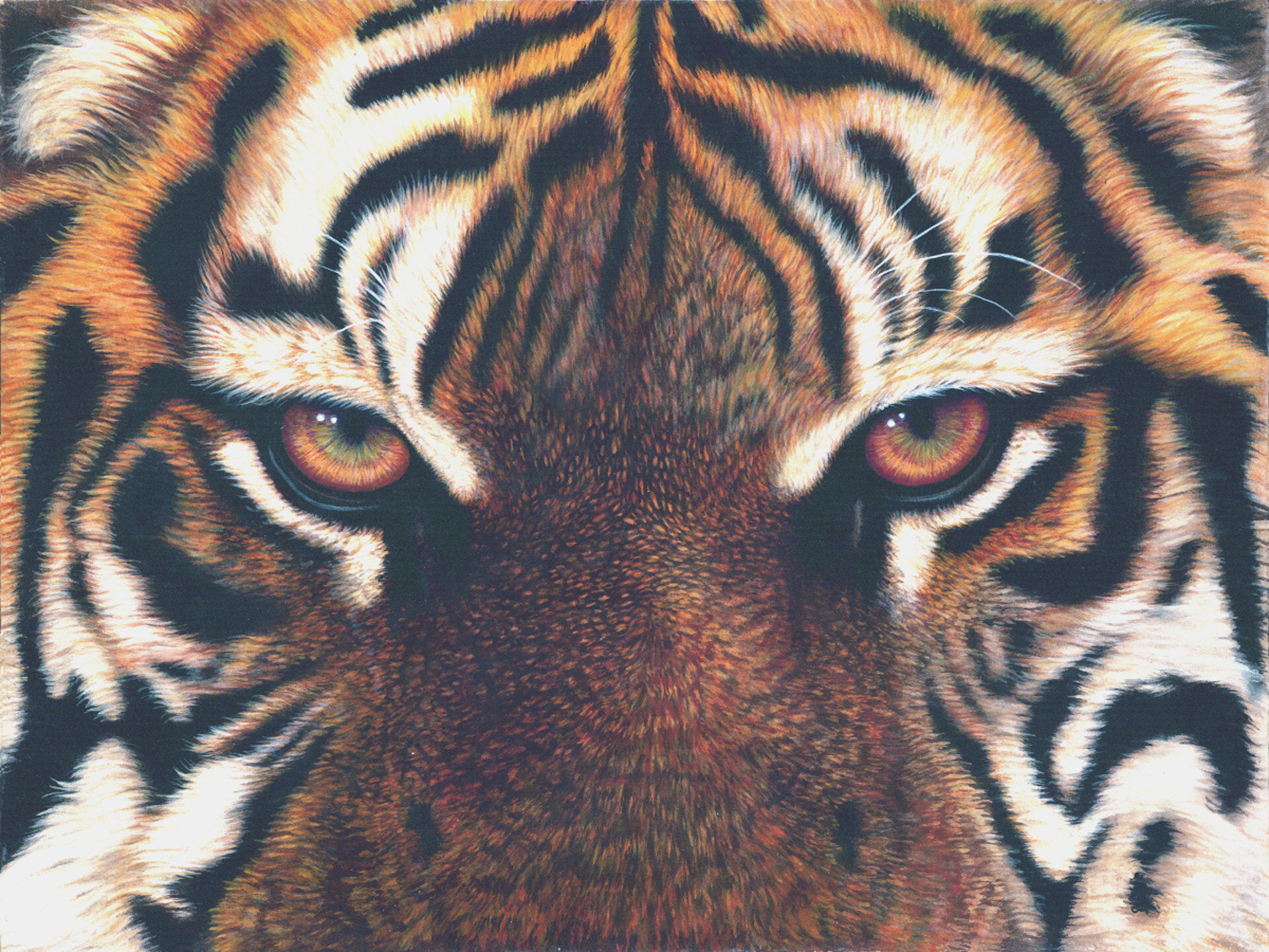 Eyes of Bengal Tiger-1920-Cm.jpg