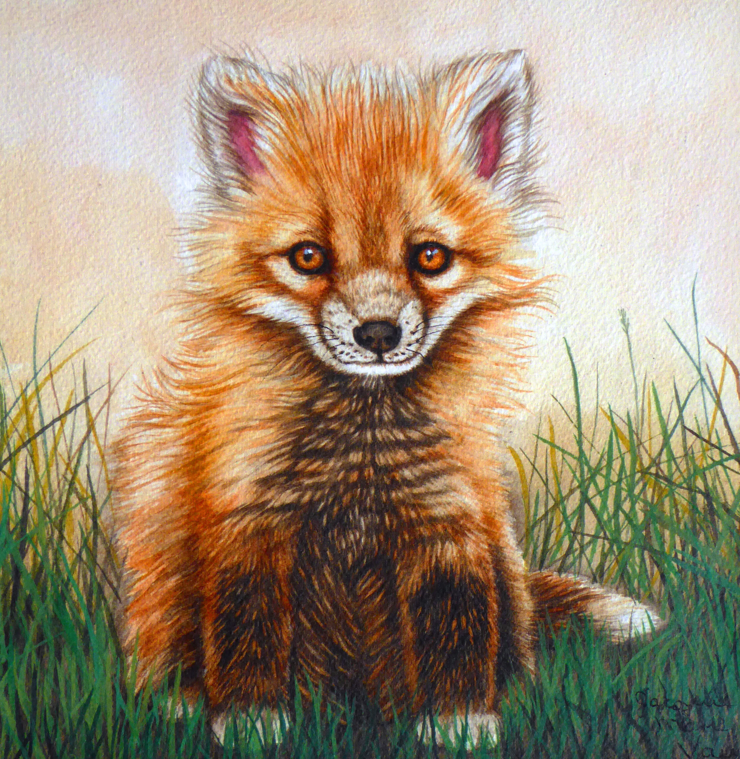 Bby-Red-Fox-2019-A.jpg