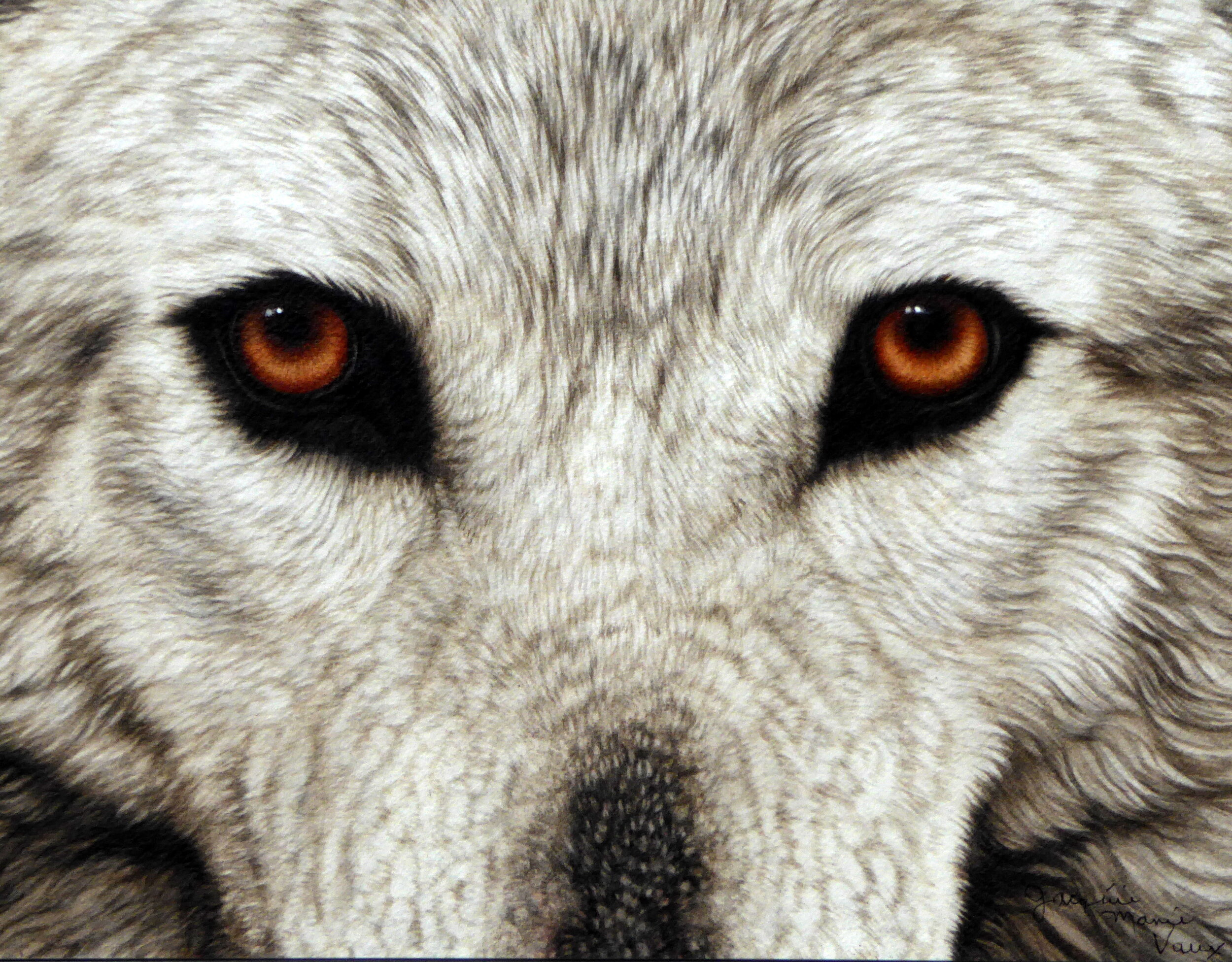 Eyes-White-Wolf-2020.JPG