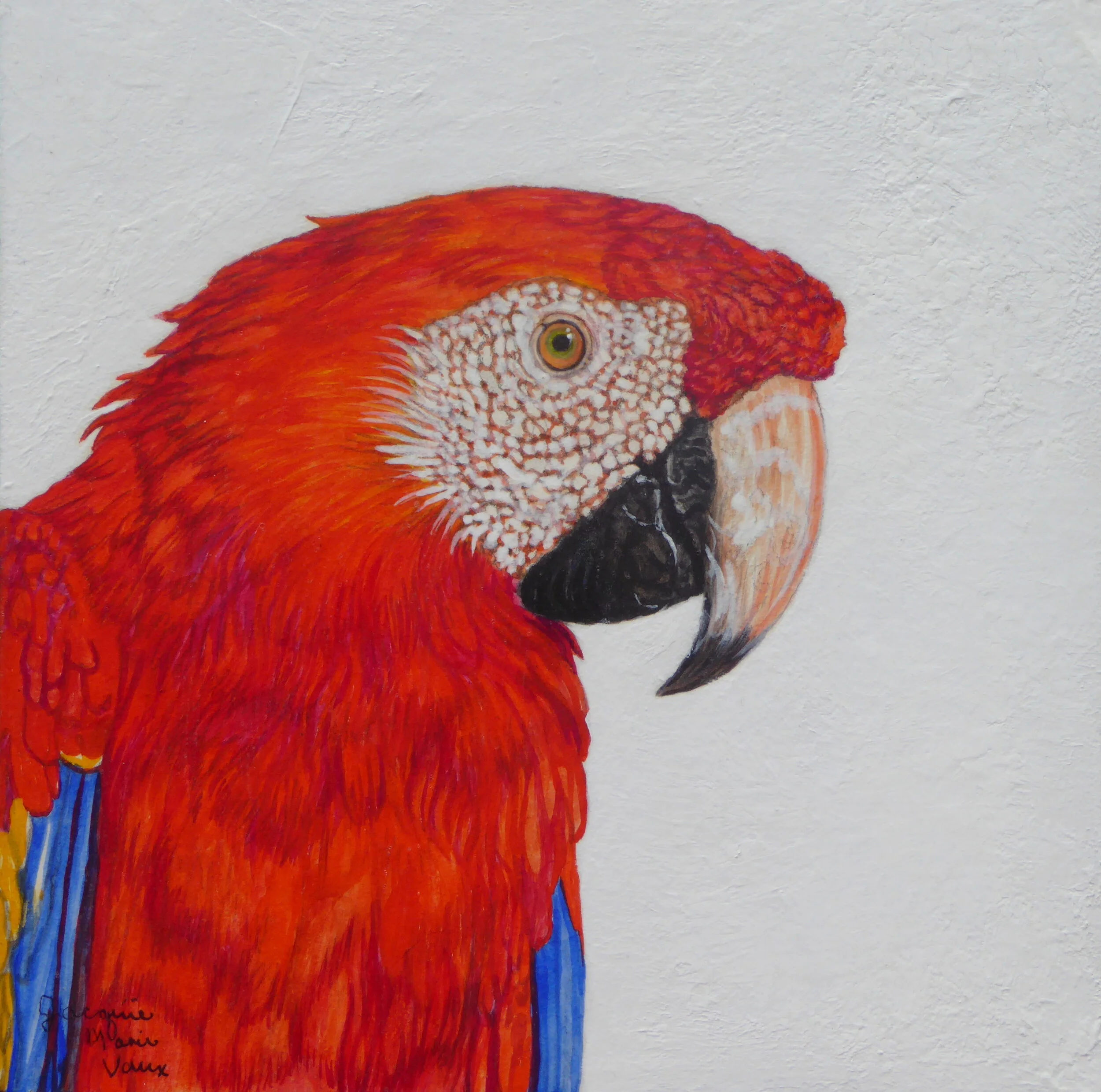 Scarlet Macaw.jpg