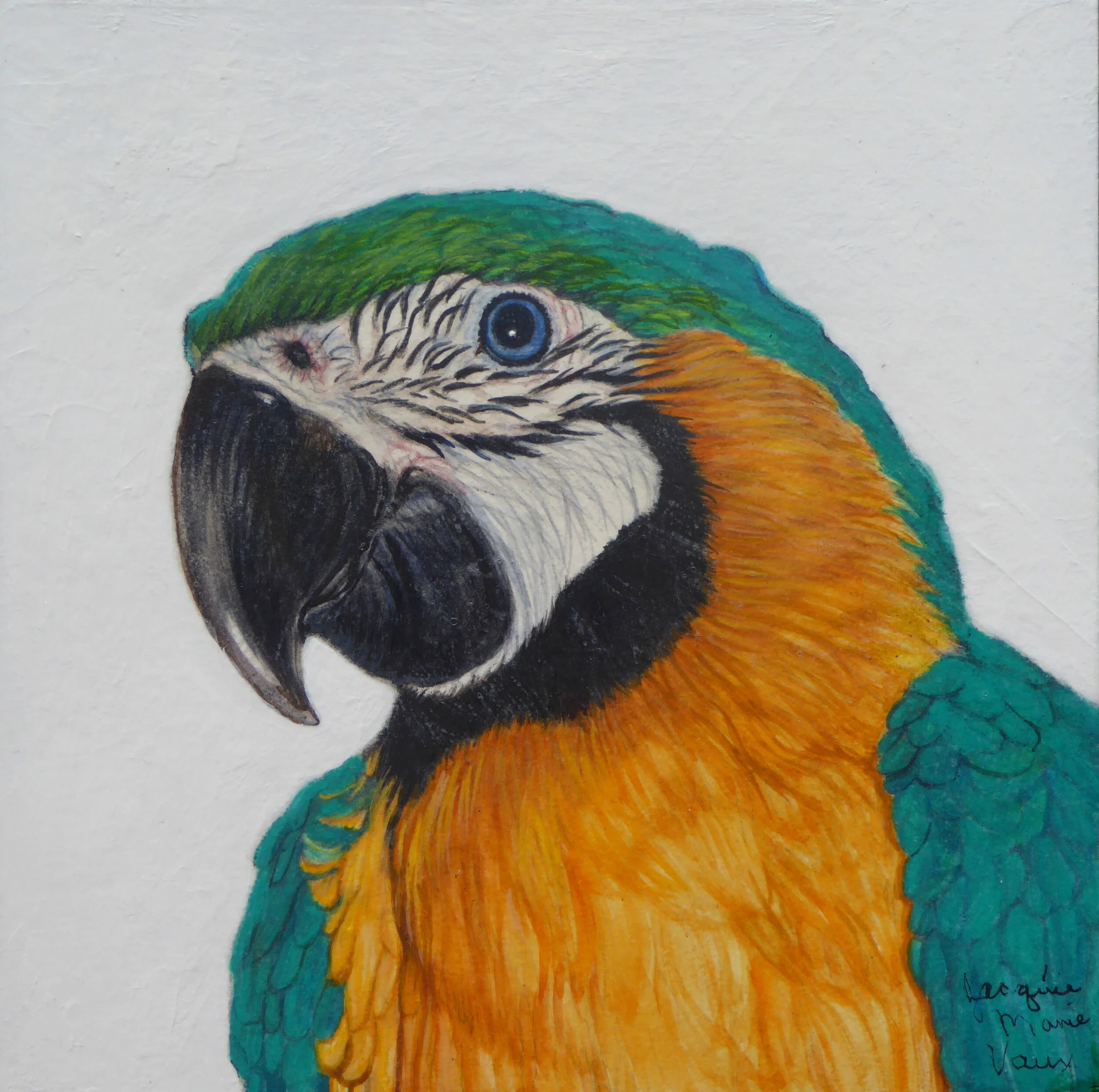 Blue & Gold Macaw.jpg