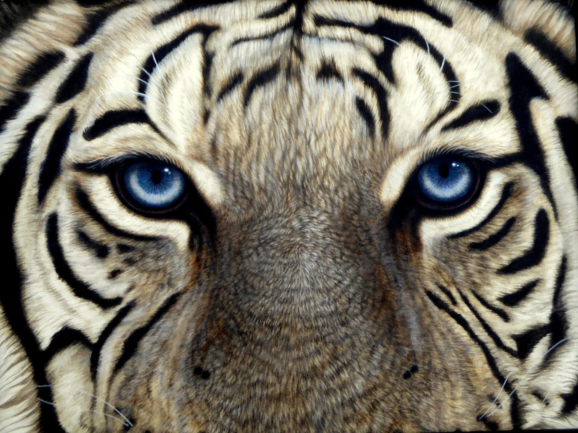 White-Tiger-Eyes-1920-Cm-NS.jpg