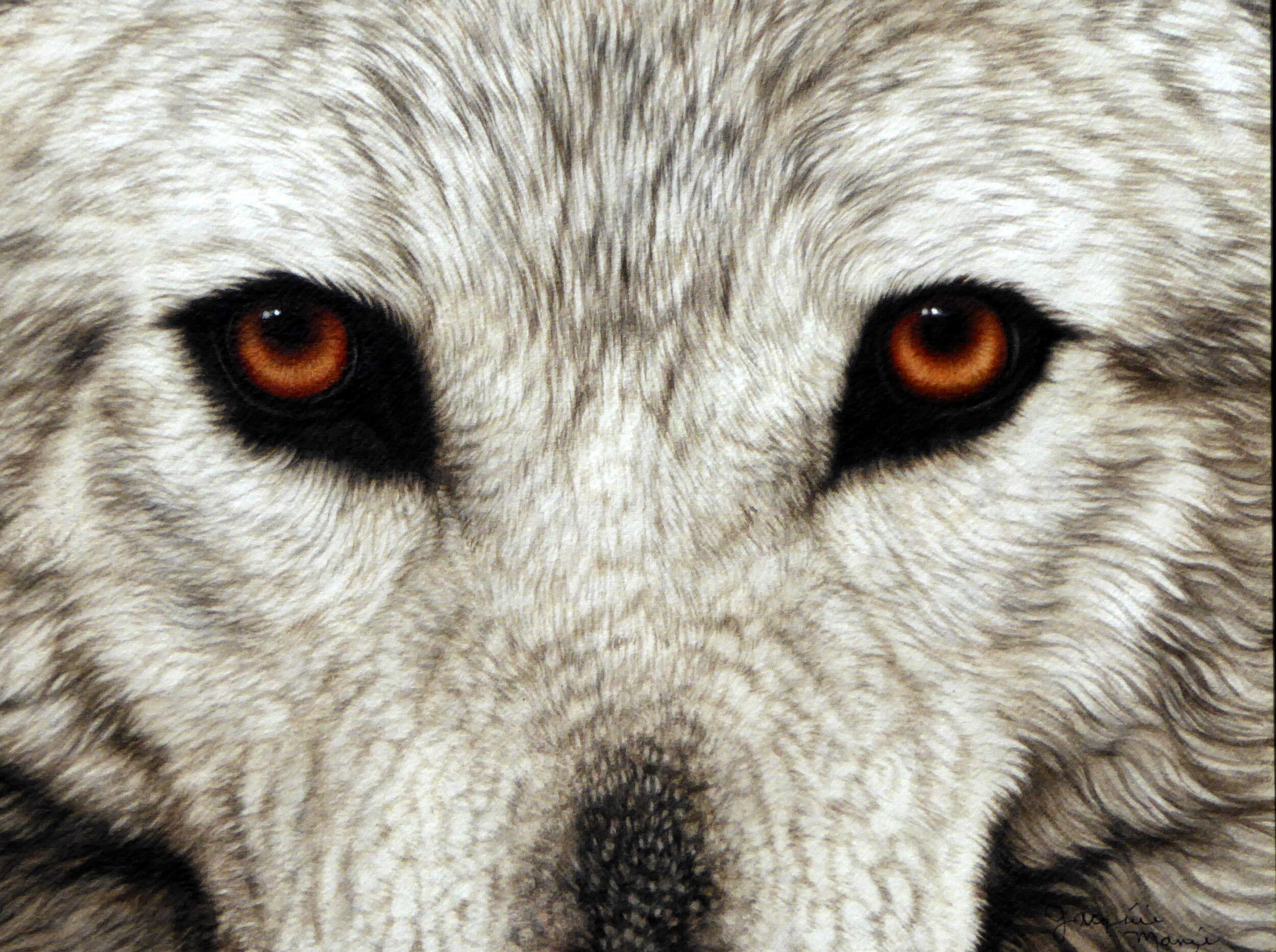 White Wolf- Eyes 2020-A.JPG