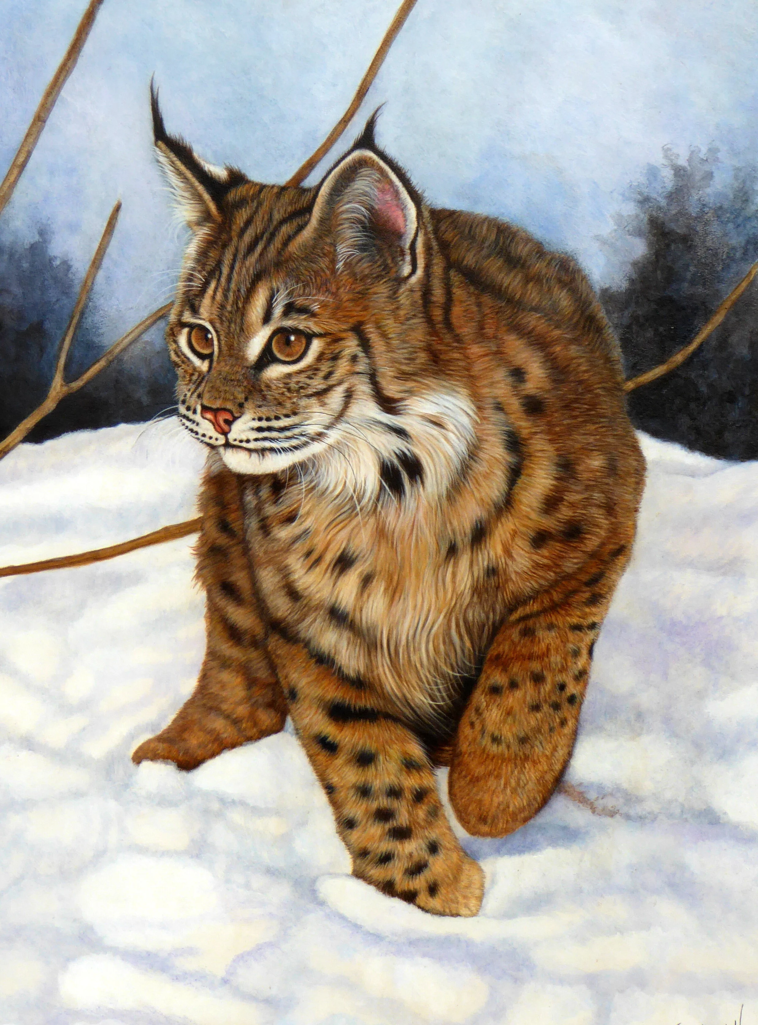 Bobcat Snow 2020.jpg