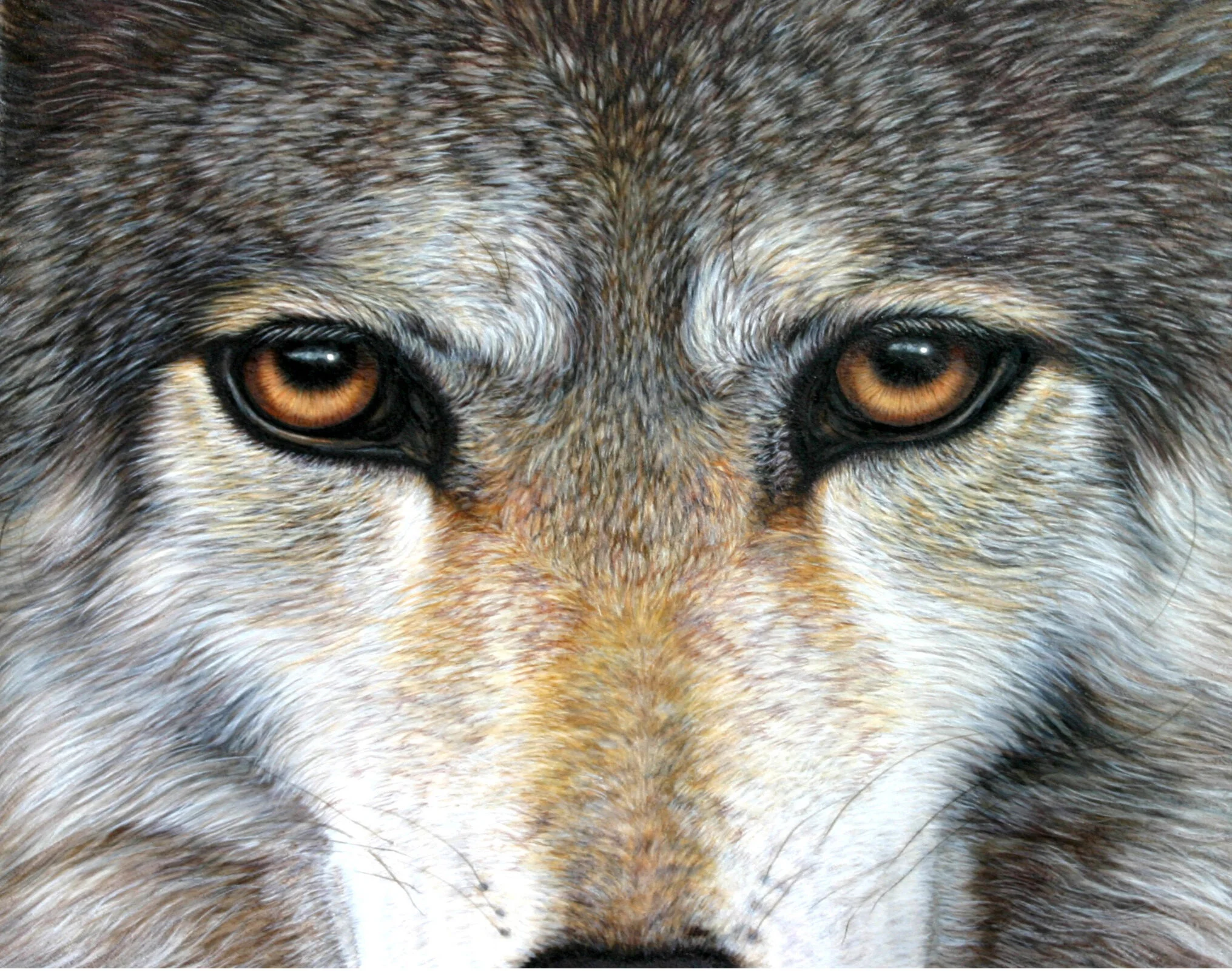 Eyes of the Wolf 