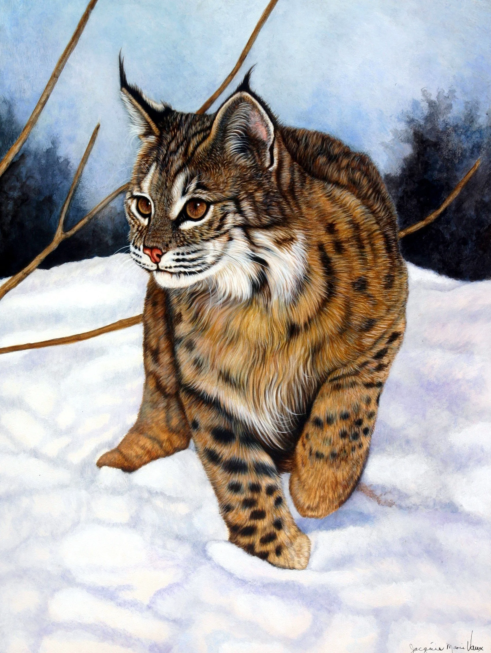 Bobcat Standing -Snow-.JPG