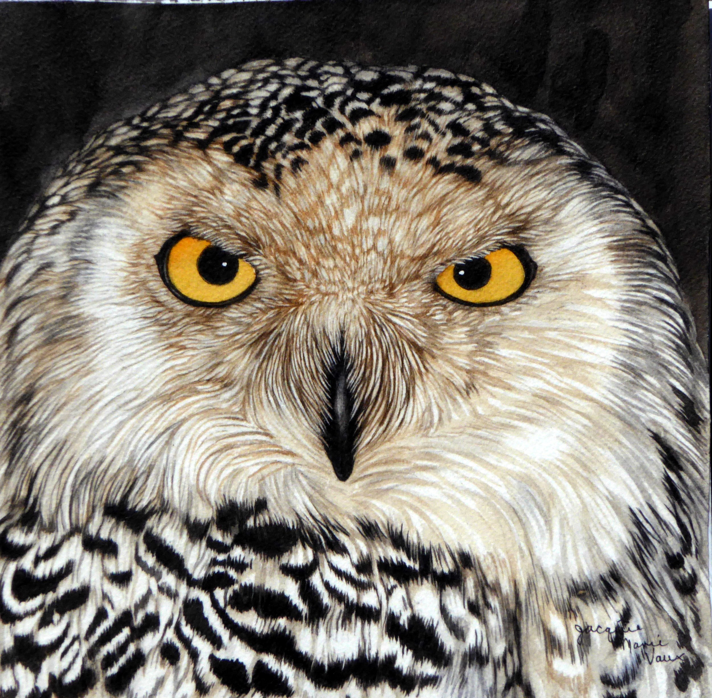 Eyes of Snowy Owl.JPG