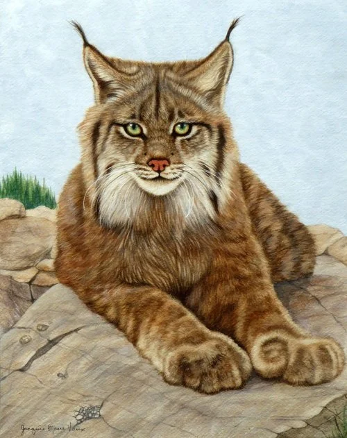 Lynx-2018-Cm-2.jpg