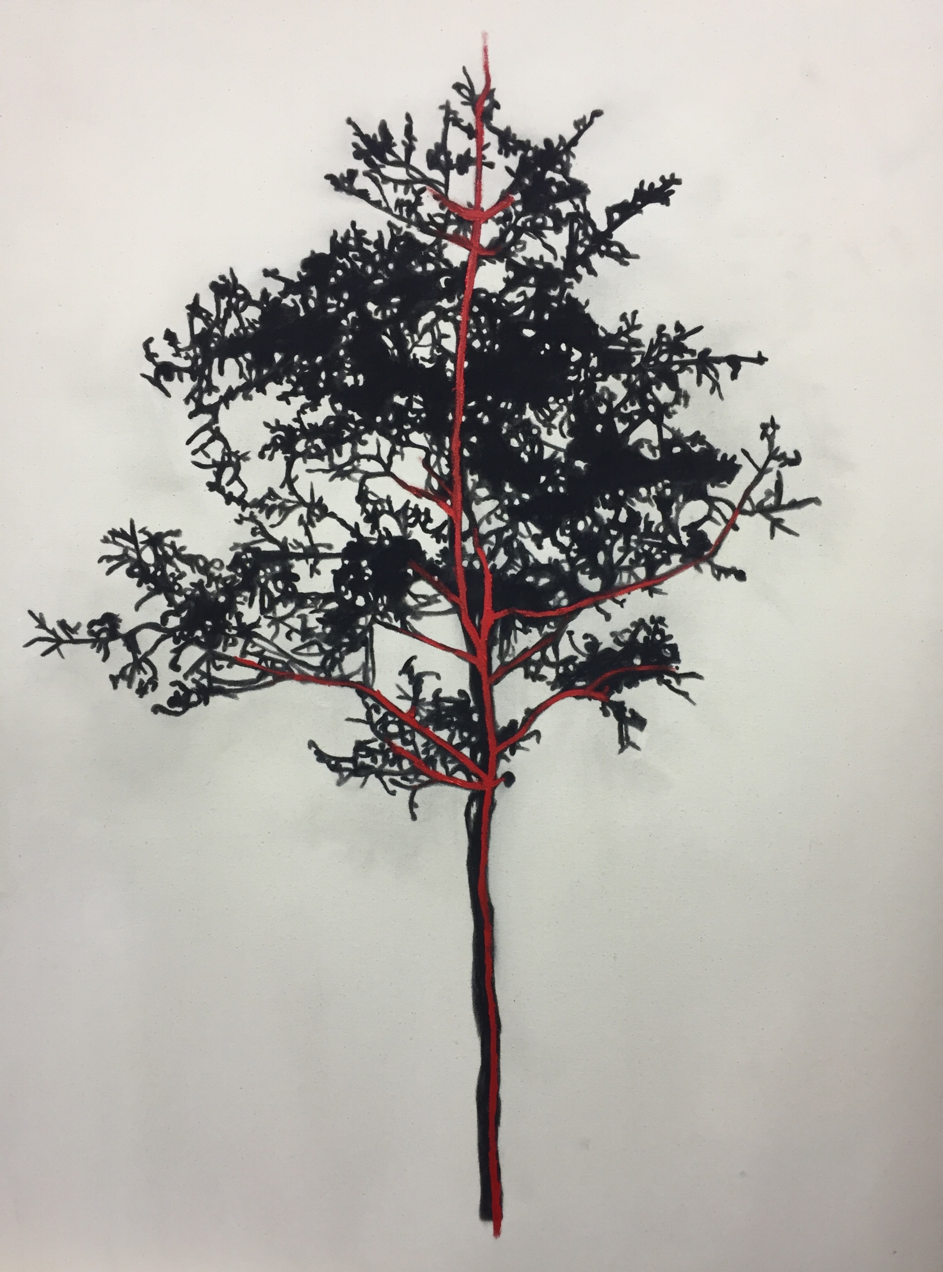   Étude pour arbre , 2015.&nbsp;Huile et fusain sur toile. 48 x 36 pouces.&nbsp; 