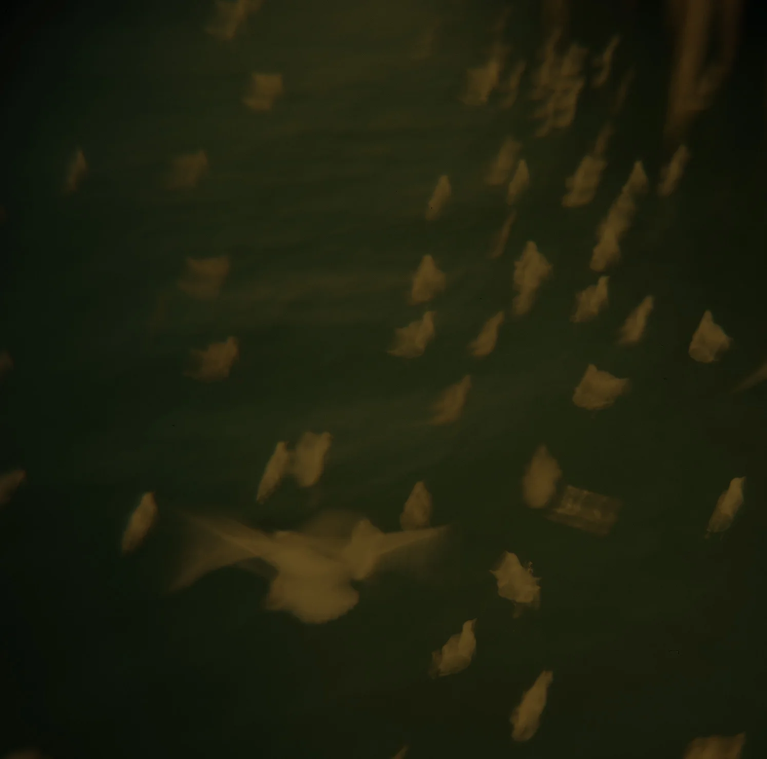 awsy_birds.jpg