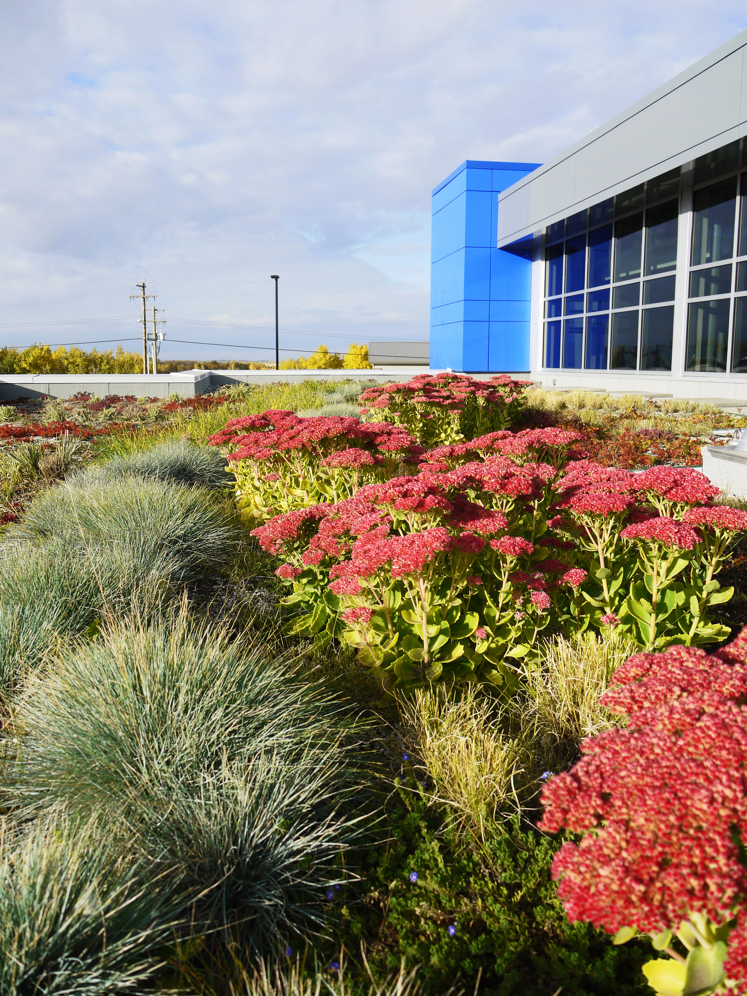 ATCO Green Roof