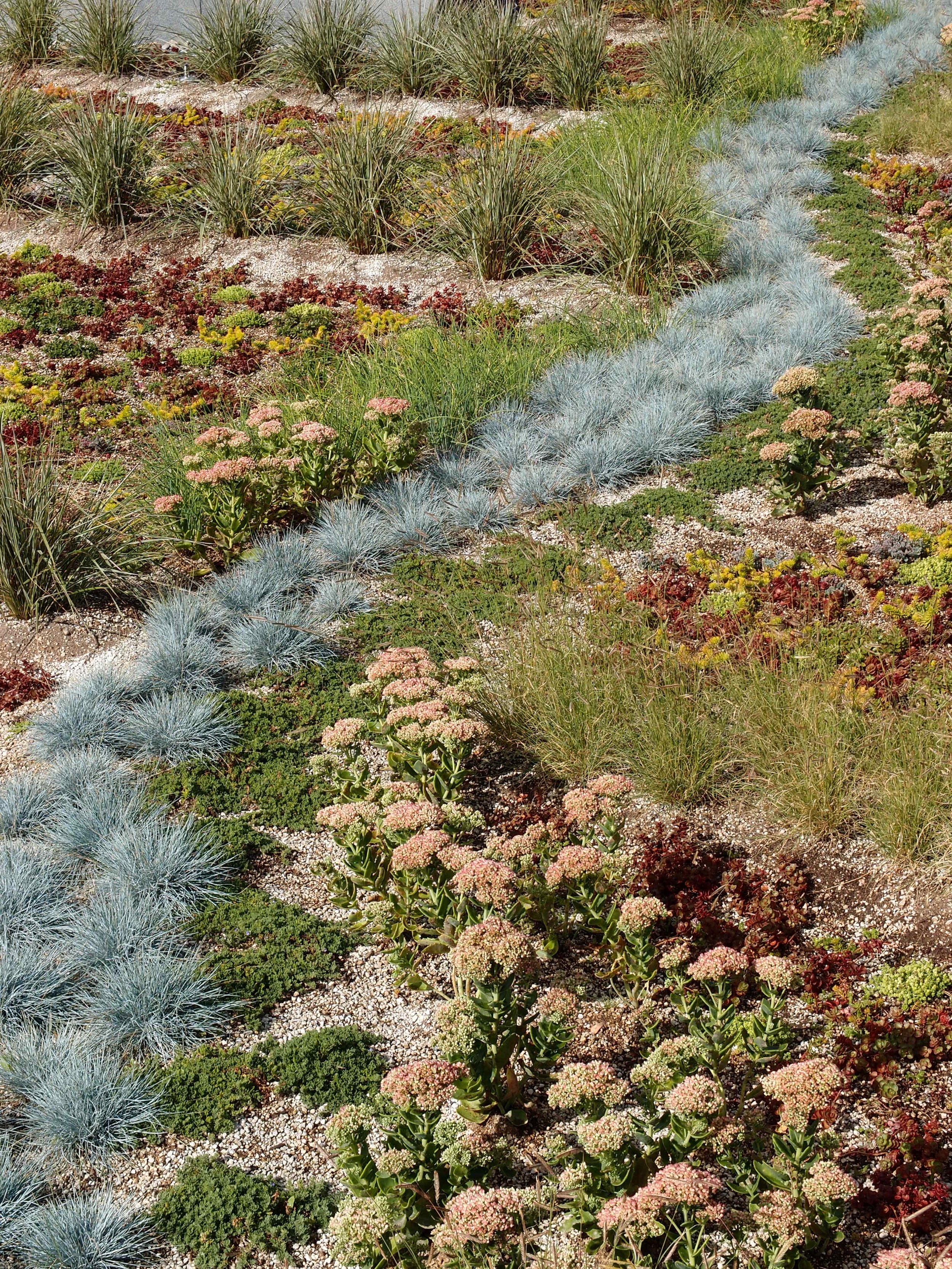 ATCO Green Roof