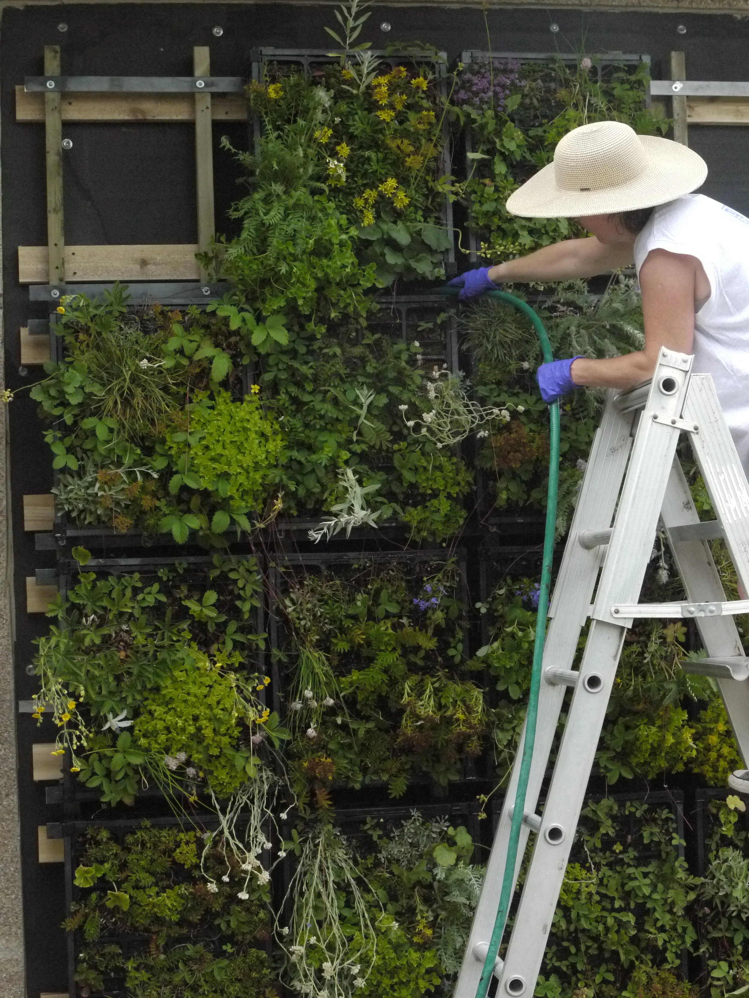 Green Walls