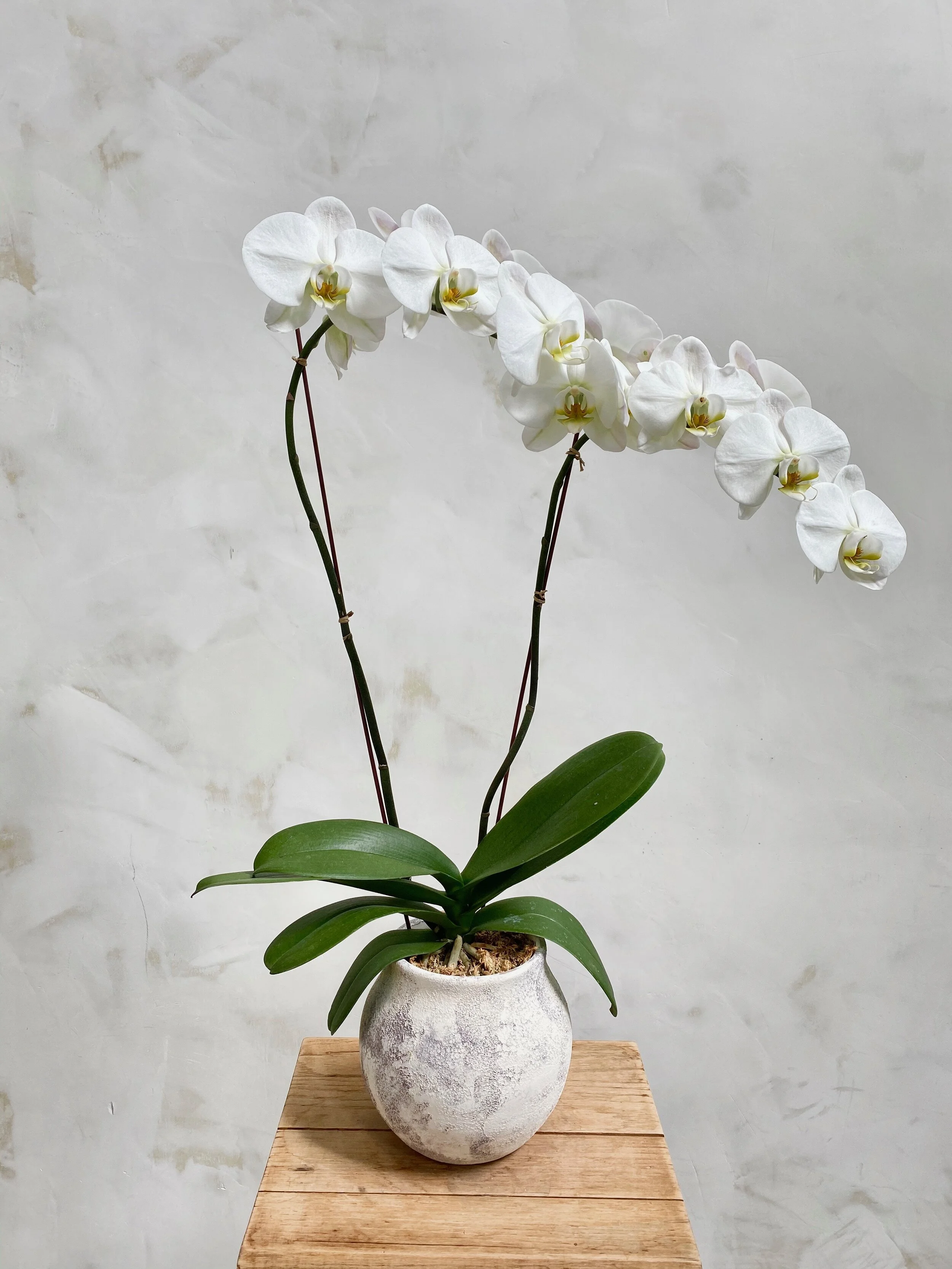 2stemwhiteorchid.jpg