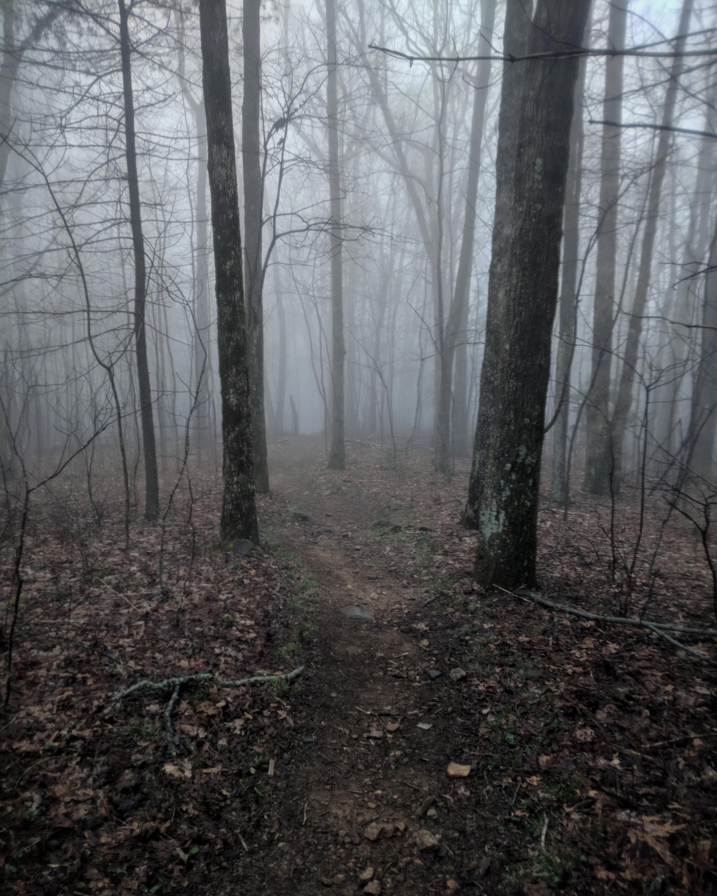 Day 2: The woods are lovely, dark, and deep.