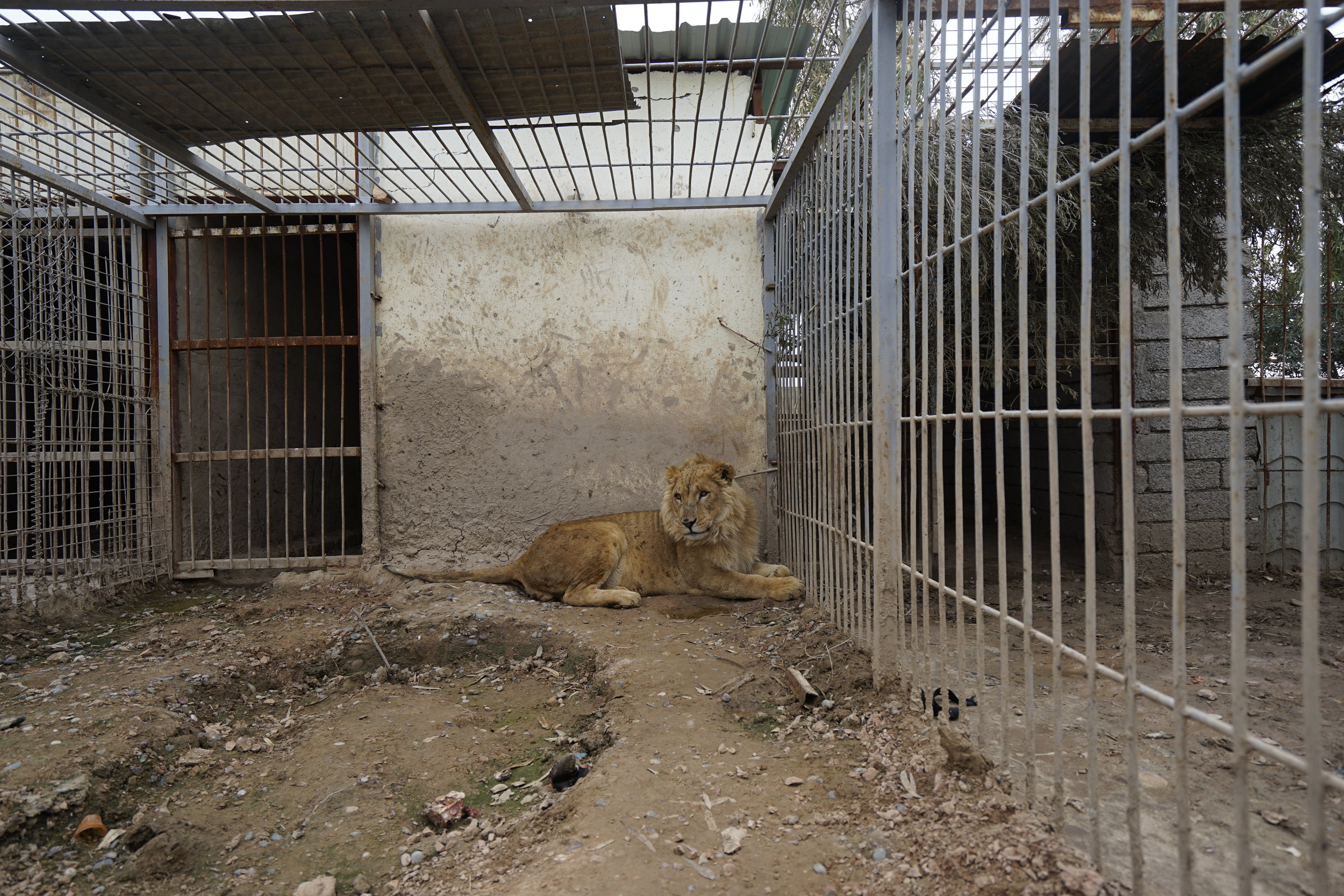  Simba the lion was found in the abandoned Mosul Zoo. Photo by Four Paws. 