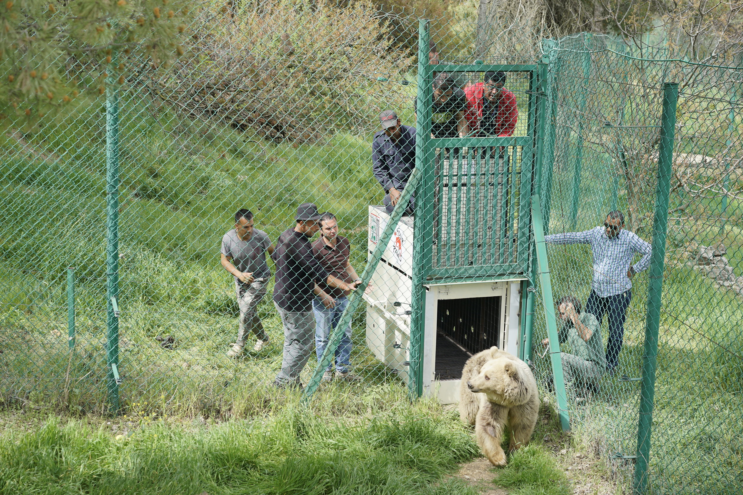  Lula being released into her new home in Jordan. Photo by Four Paws. 