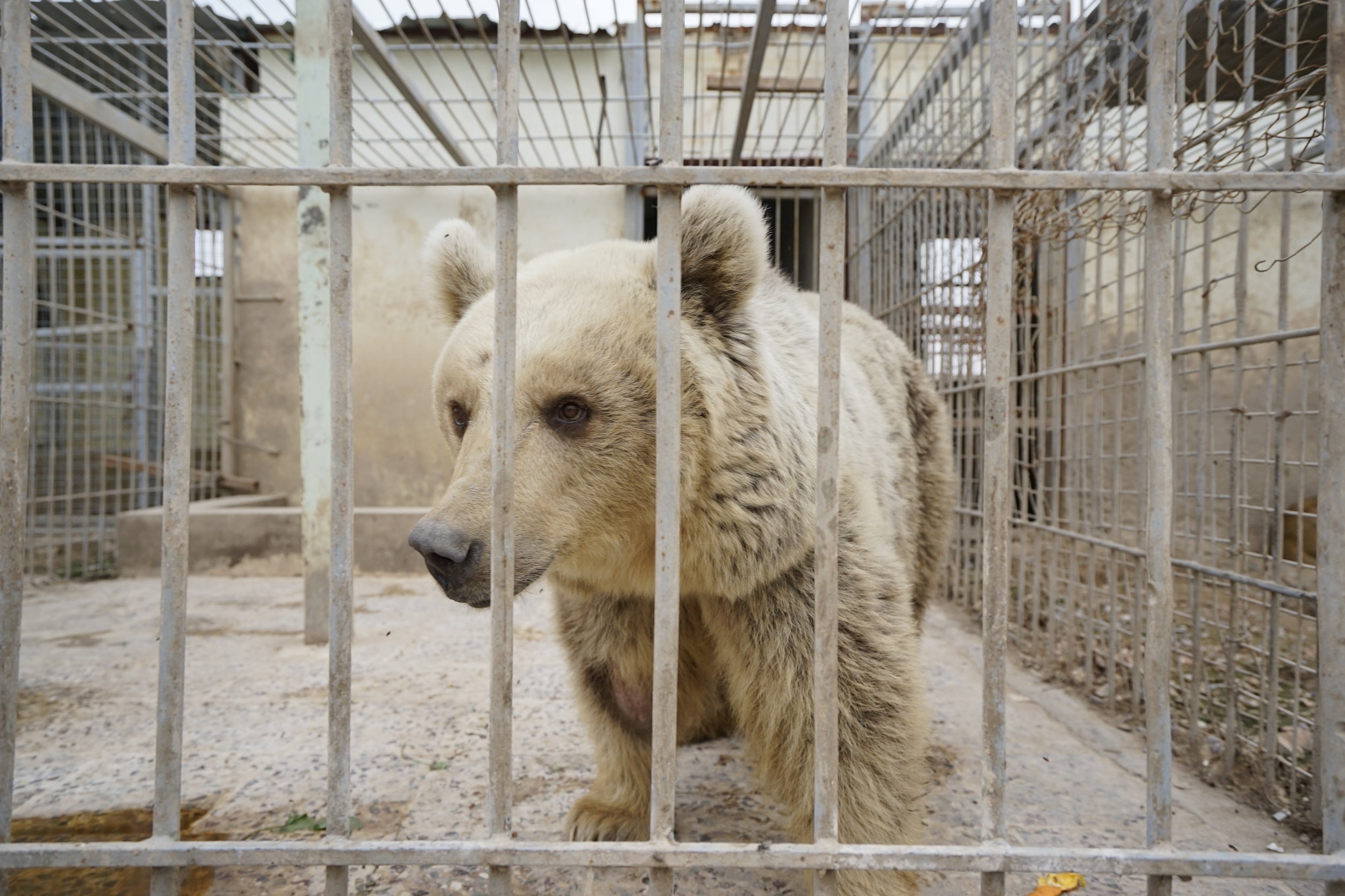  Lula the bear was found in the abandoned Mosul Zoo. Photo by Four Paws.  