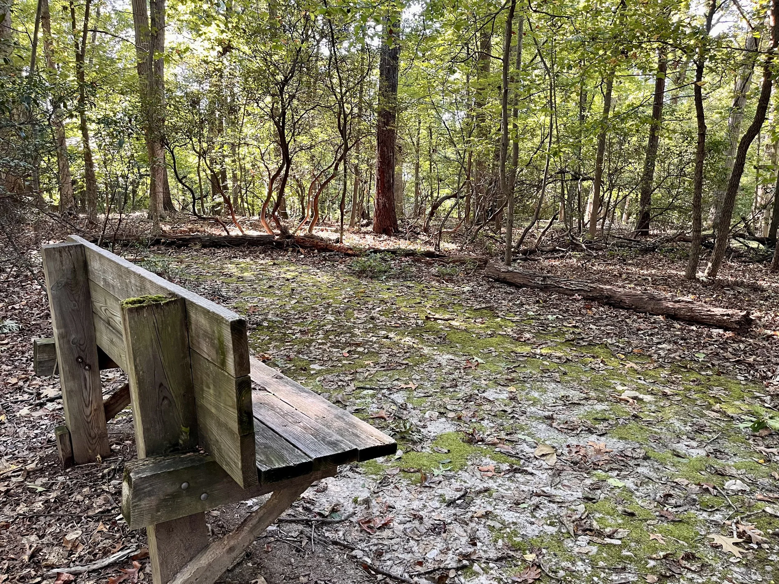 Backyard_5.jpg