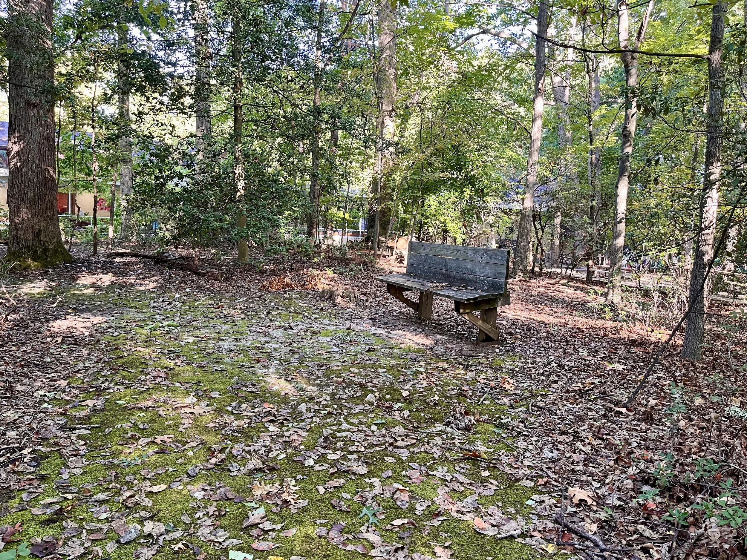 Backyard_7.jpg