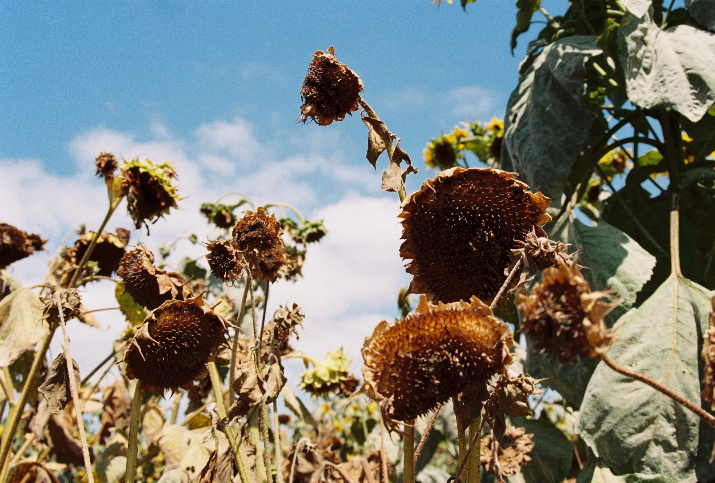 R1-09473-028A.JPG