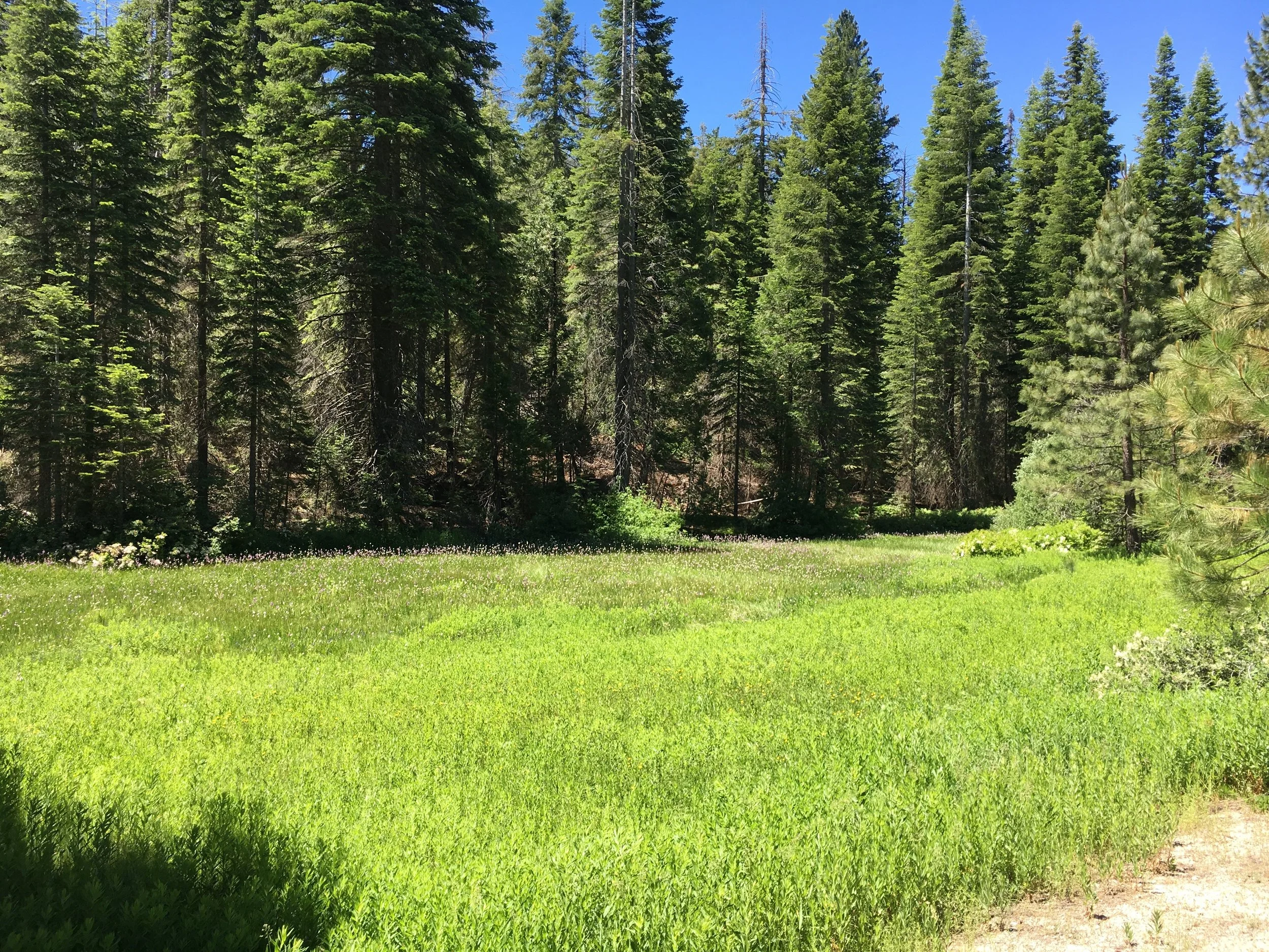 Meadow.jpg
