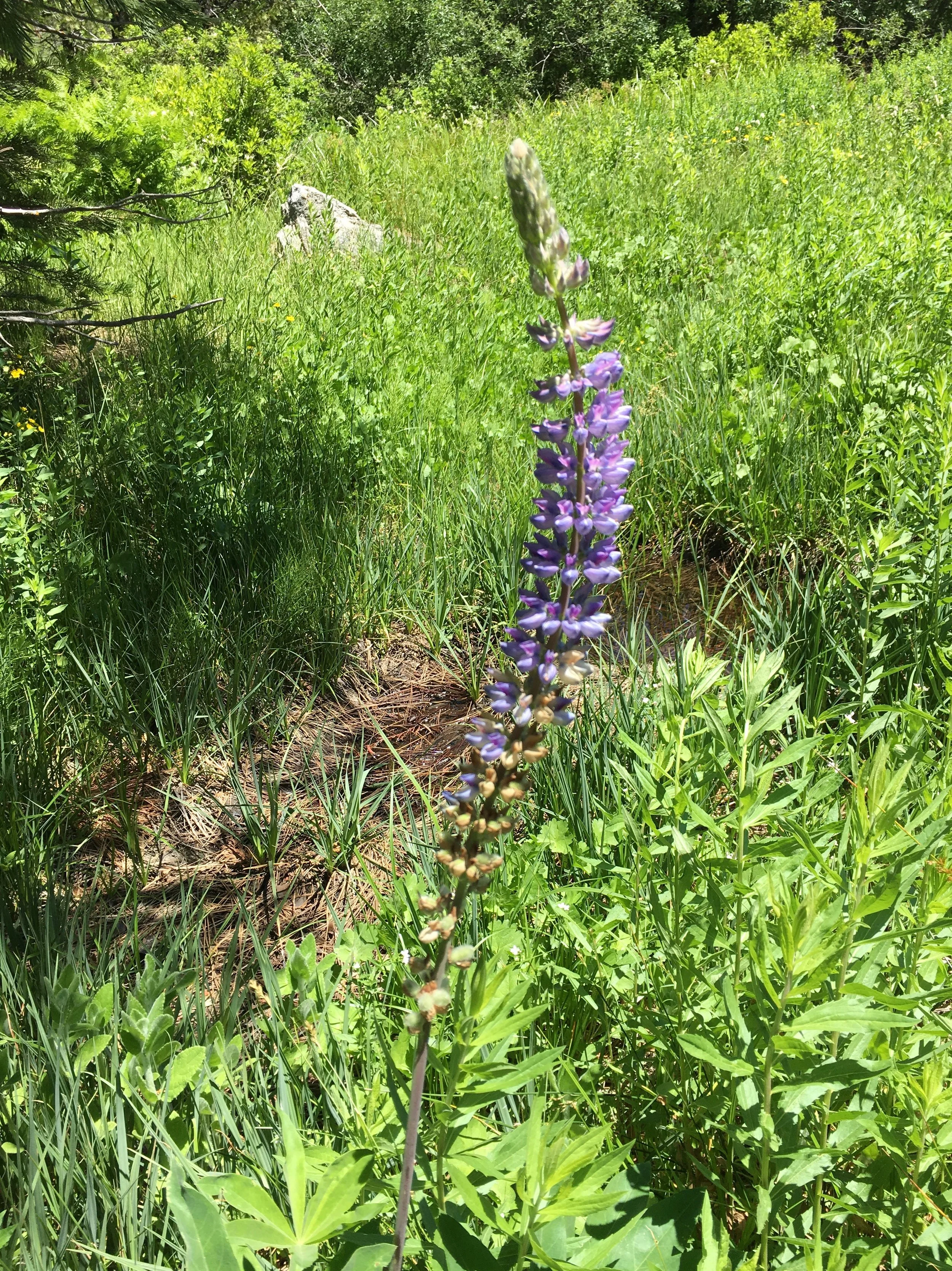 Wildflower.jpg