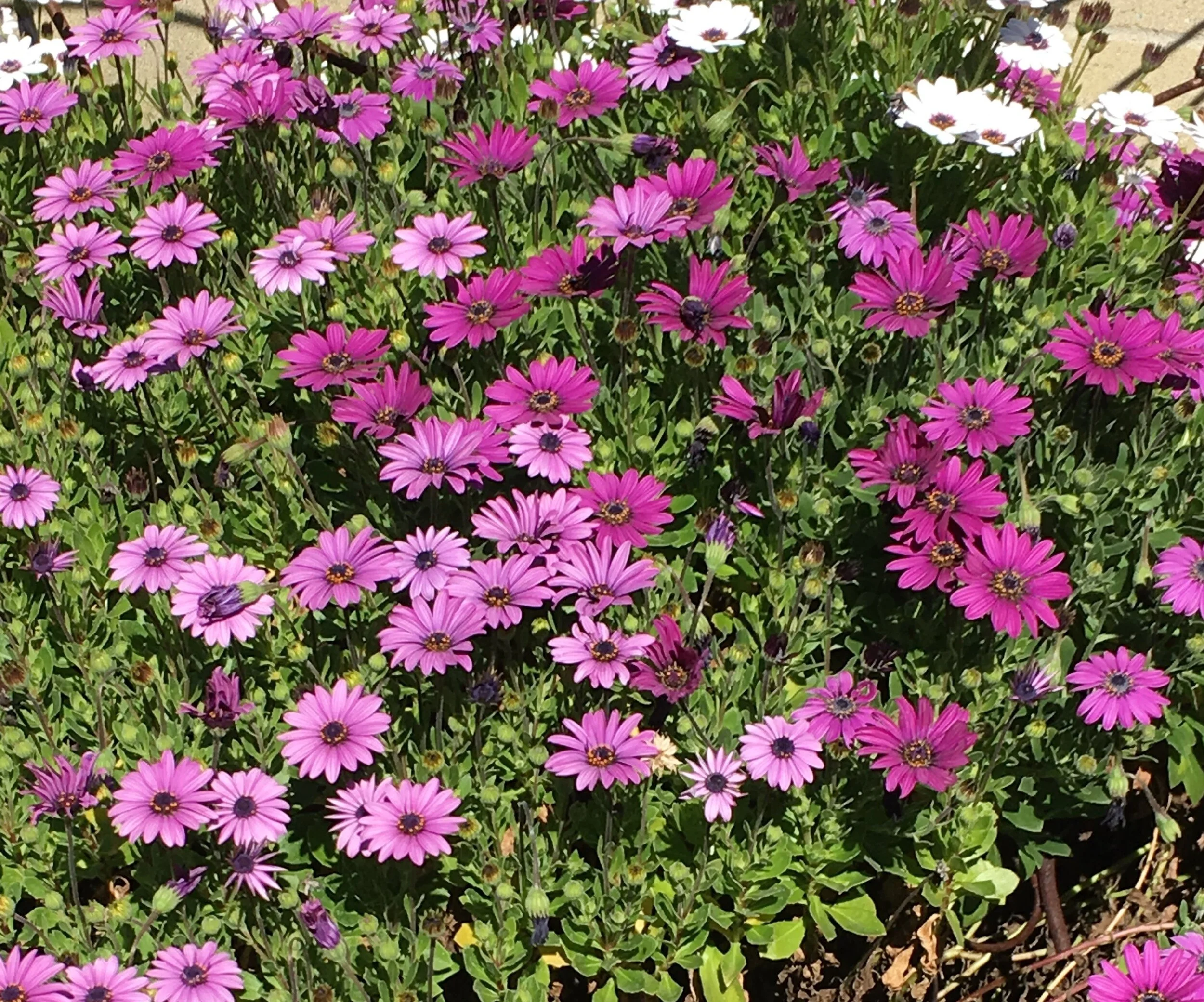 Geranium California Spring in my Southern California Garden — Whispers of the Heart