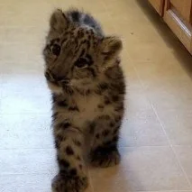 SnowLeopardCub_20170815-213x213.jpg