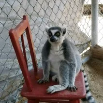Lemur-on-Chair-213x213.jpeg