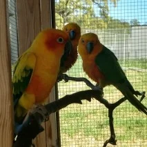 Conures-213x213.jpg
