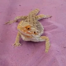 Stumpy-213x213.jpg
