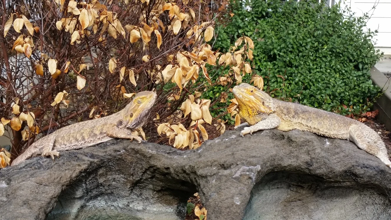 BeardedDragons1.jpg
