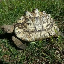 20150317_KittyLeopardTortoise-213x213.jpg