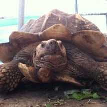 Sulcata-213x213.jpeg