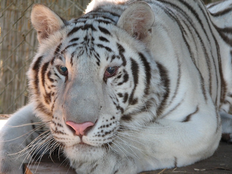 Dana – Bengal Tiger — Barry R Kirshner Wildlife Sanctuary