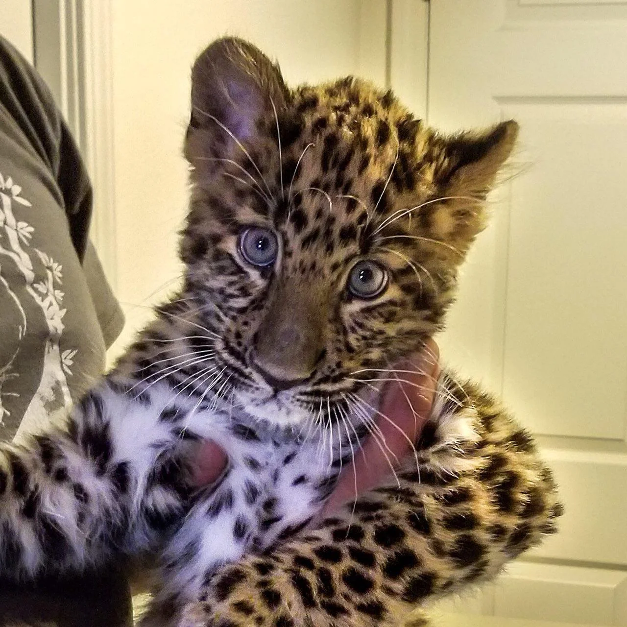 MaleAmurLeopard2018.jpg