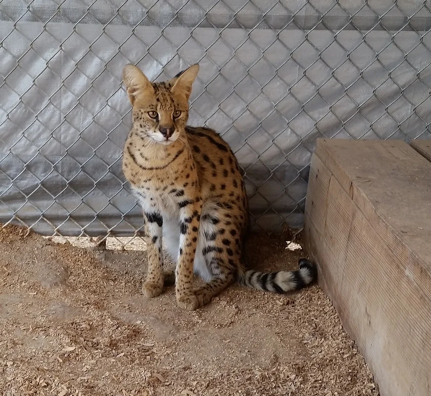 Serval.jpg