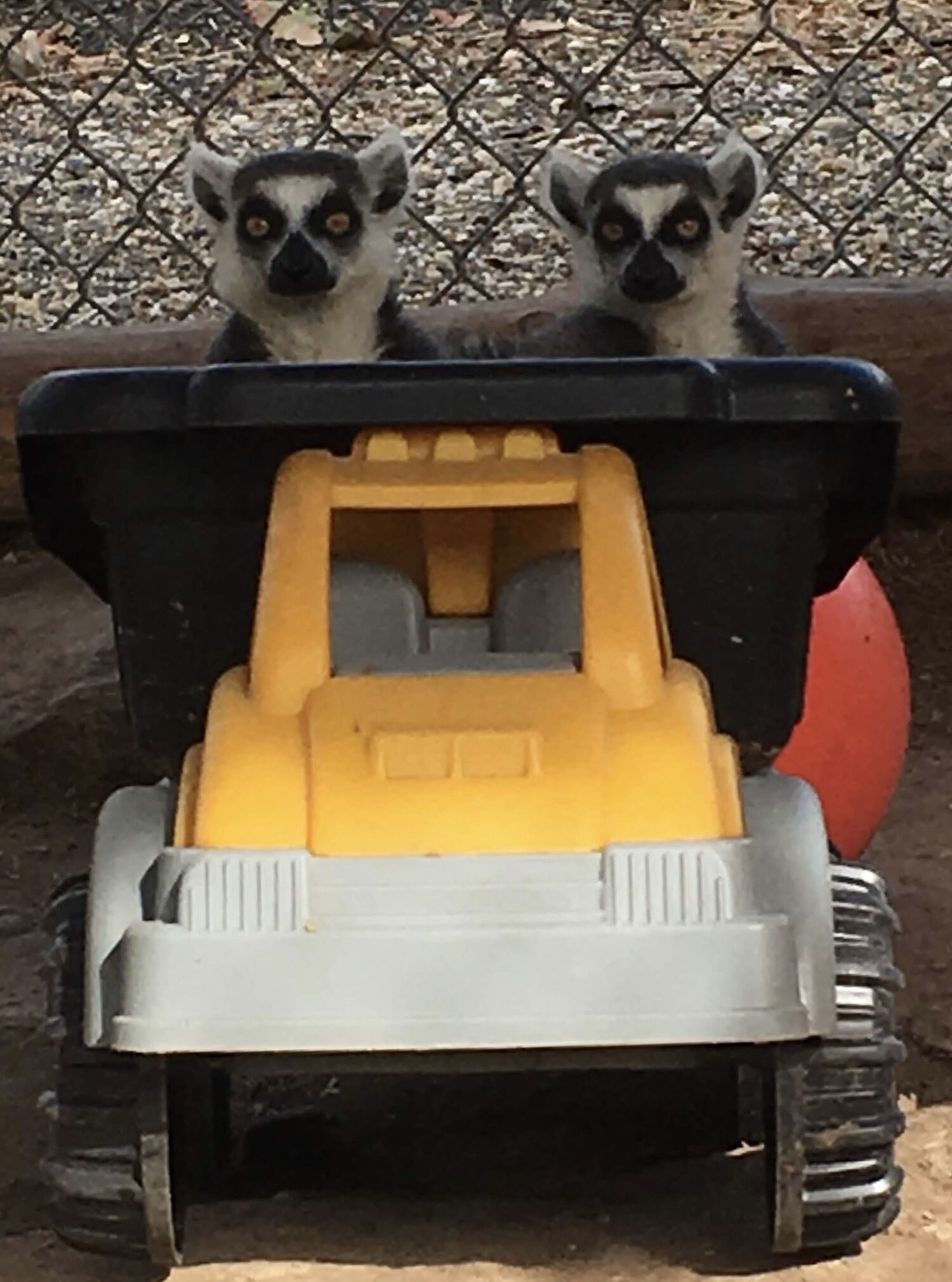 Kaholo & Ilea - Ring-Tailed Lemurs.jpg