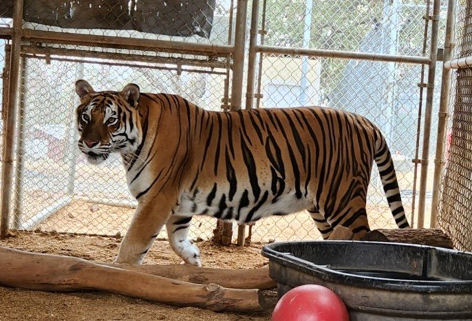 Tigerlily – Bengal Tiger — Barry R Kirshner Wildlife Sanctuary