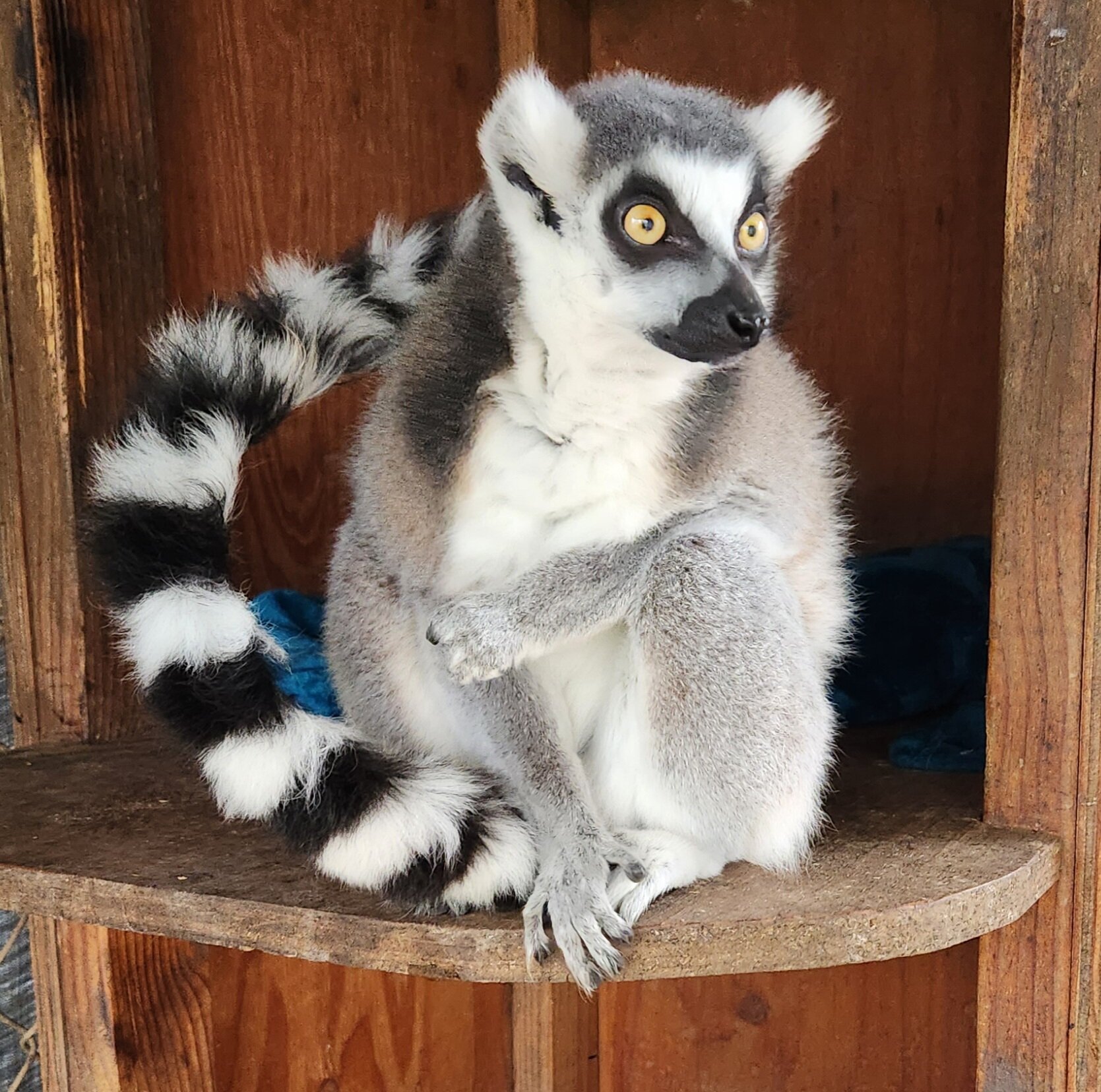 Lemur Encounter – Hamilton Zoo