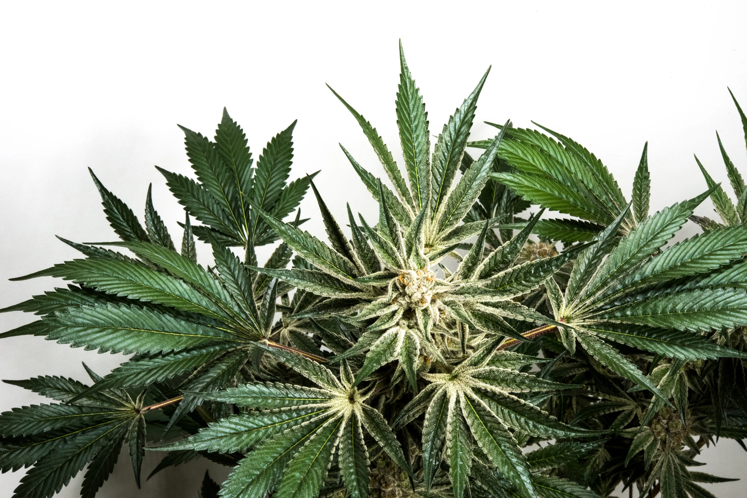 PCG_PhenoHunt_2018-3421.jpg