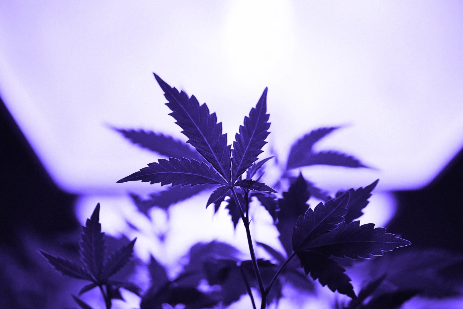 PCG_Garden_May2017__-2822_purple.jpg
