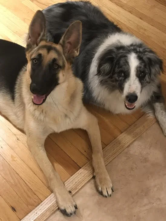 TWO OF MY ESTEEMED OFFICE MATES, LUNA AND FINN.