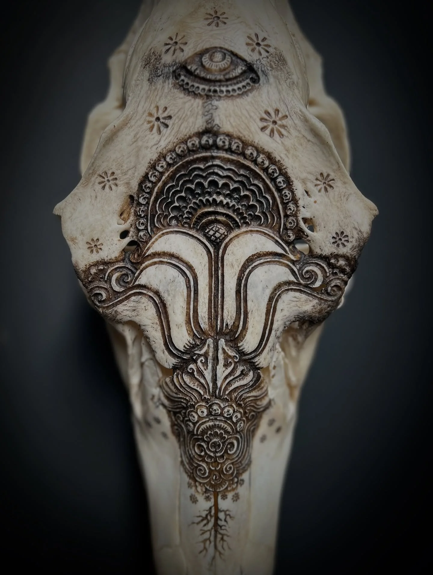 Cow Elk

This lady came from Eastern Oregon and is back in the care of @floraandfaunaoddities 

I enjoy the minimal/floral ones from time to time. I think this is the largest skull on which I&rsquo;ve done a purely floral design. Flow is easy to get 