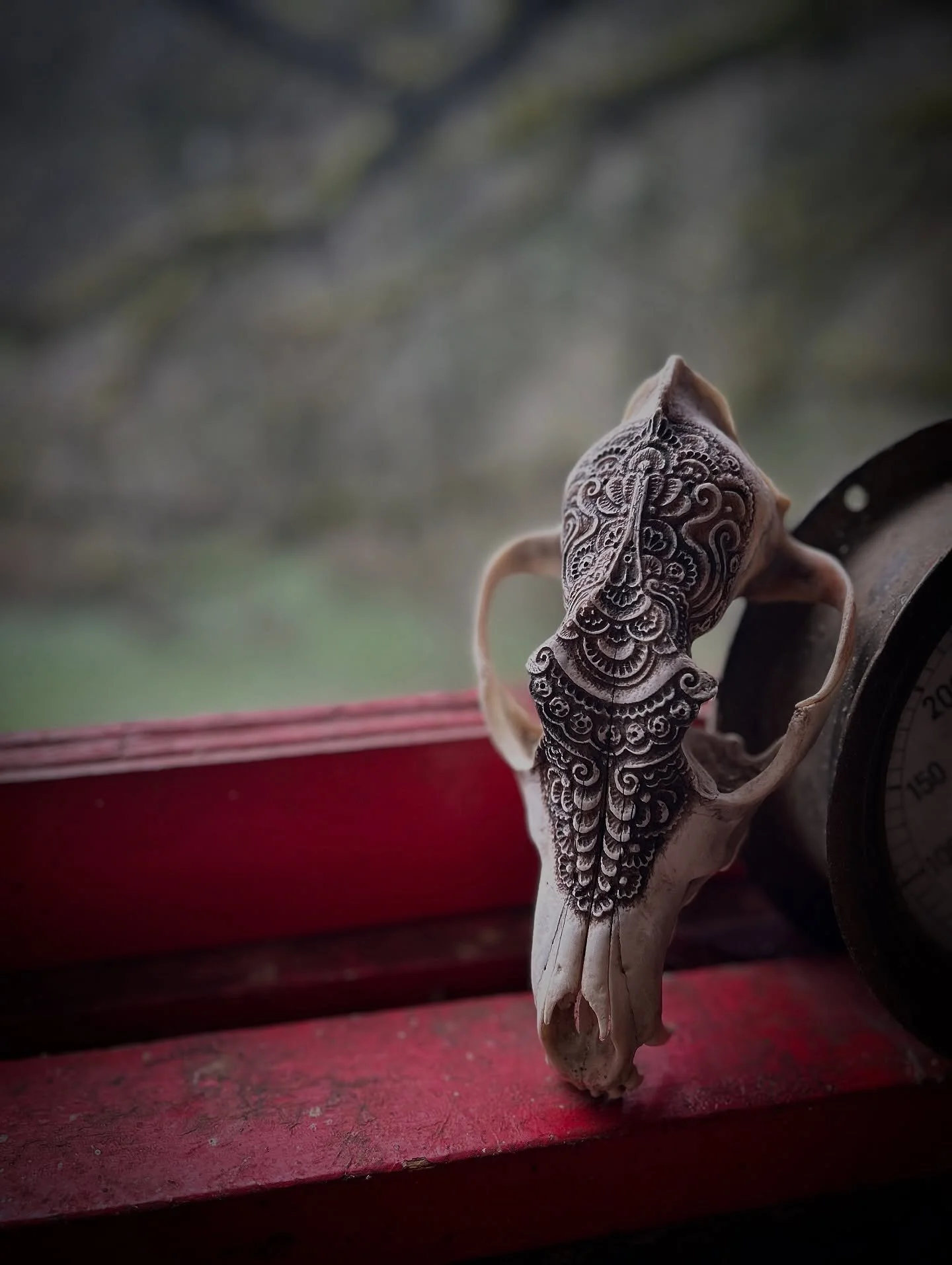 My favorite coyote in recent memory. 

#songdog #coyote #coyoteskull #walnutink #ink #beeswax #geese #gettingkilled