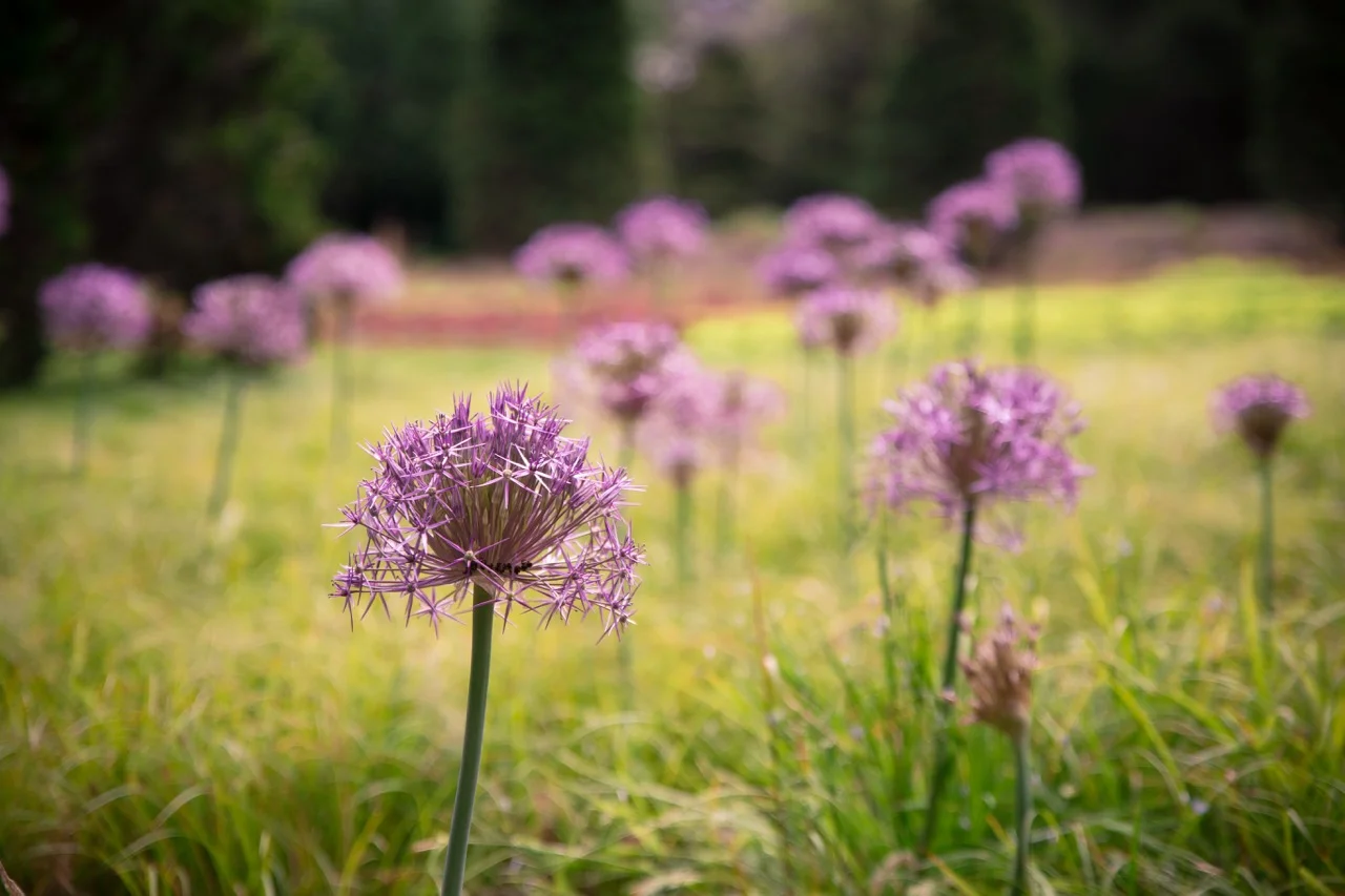 Chanticleer Garden • Main Line Photographer (3).jpg