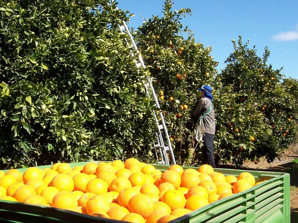 Would-be migrants prepared to live and work in rural areas for three years have a more linear path towards permanent residency.