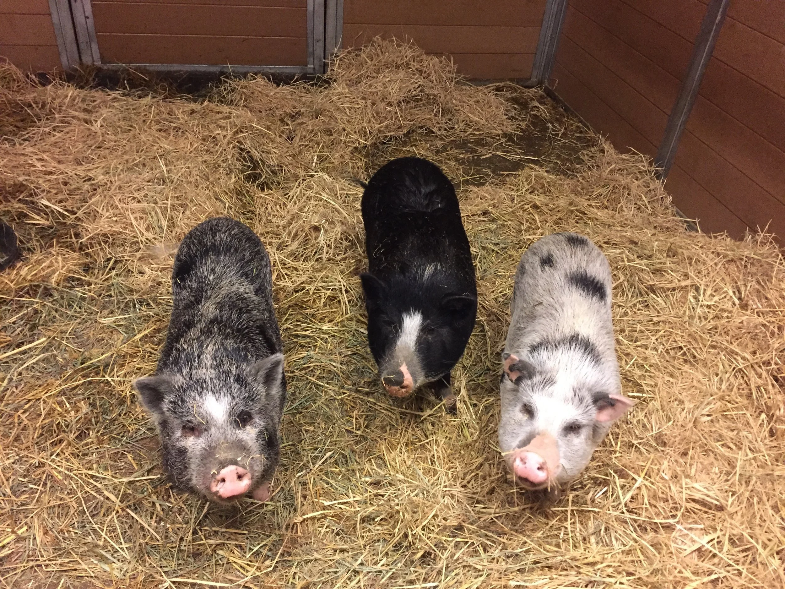 3potbellies.jpg